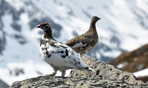 La chasse des galliformes de montagne interdite ?
