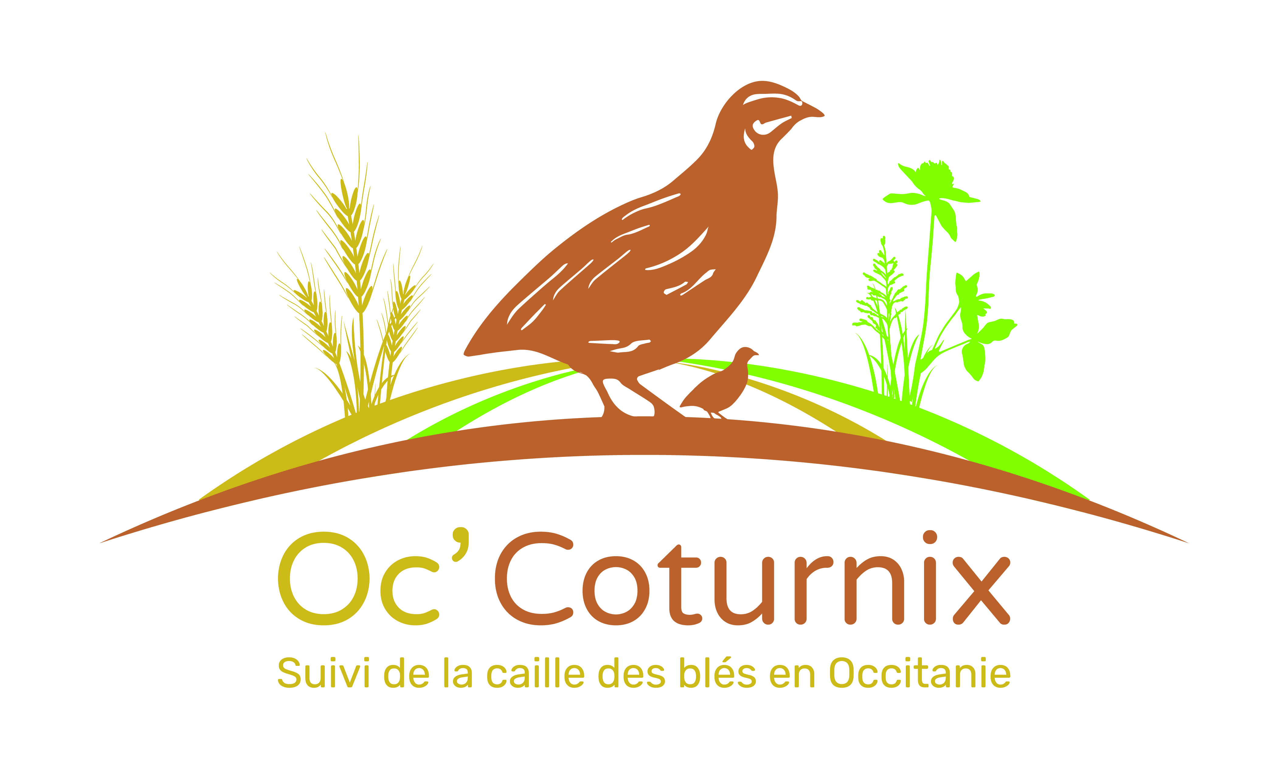 Oc'Coturnix : La campagne comptage au chien continue!
