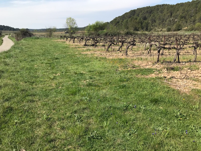 L’enherbement des tournières viticoles : hors zone de production et bénéfique pour l’environnement