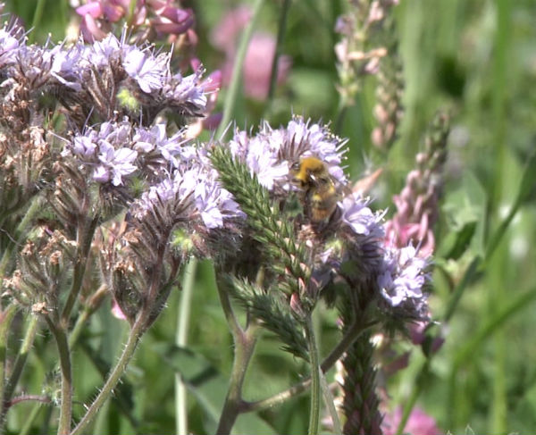 Vidéo Agrifaune 46 : agir pour les pollinisateurs