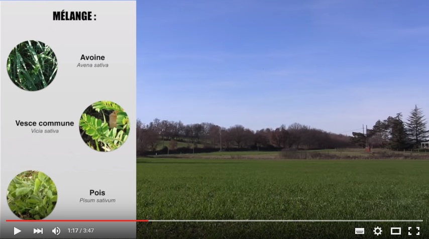 Vidéo : Les intercultures un intérêt agronomique favorable à la biodiversité