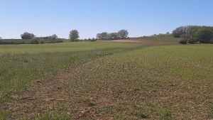 Action de restauration des milieux ouverts Action de restauration des milieux ouverts