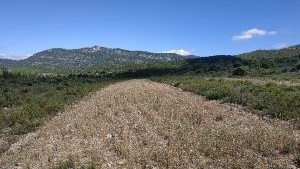 Action de restauration des milieux ouverts Action de restauration des milieux ouverts