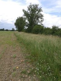 Action de restauration des milieux ouverts Action de restauration des milieux ouverts