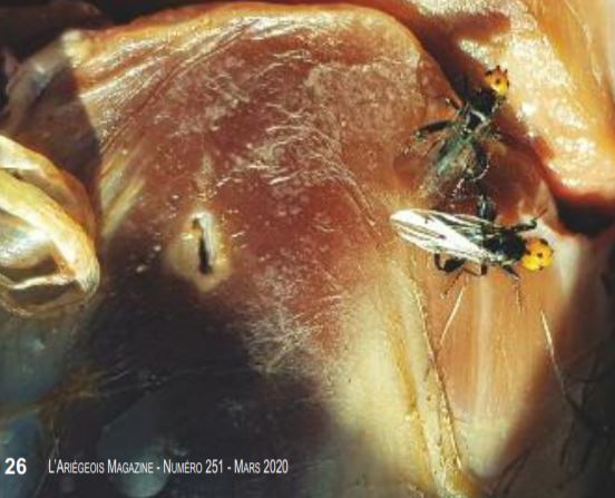         La mouche à tête orange identifiée en Ariège