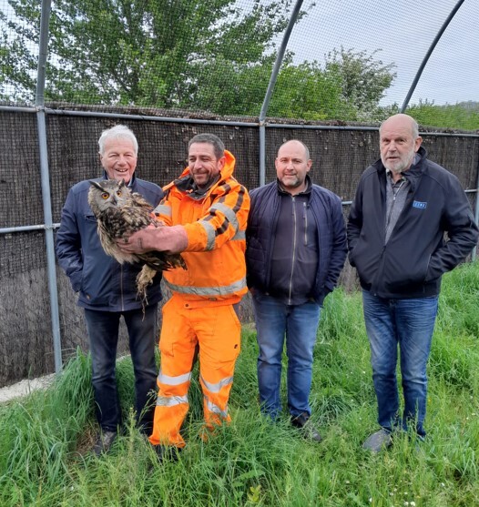 Domaine des oiseaux: sauvetage d'un hibou grand duc