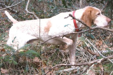 Prat Bonrepaux : Nationale d'élevage du Braque de l'Ariège