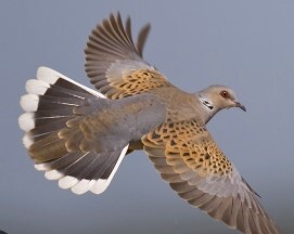 Chasse de la tourterelle des bois : consultation publique