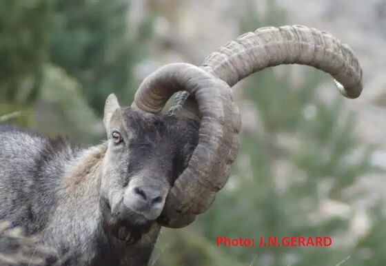 Au chevet d'un bouquetin