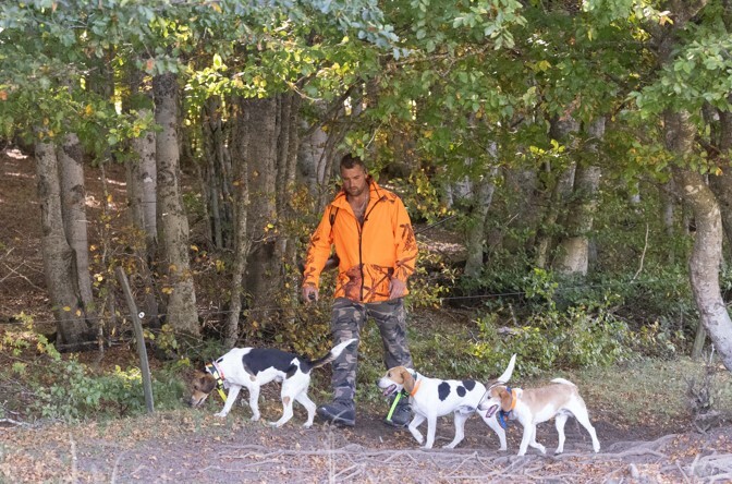 Forte suspicion de la maladie d'Aujeszky en ARIEGE 