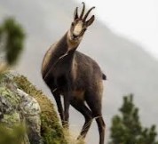 Chasse à l'isard: uniquement à l'approche