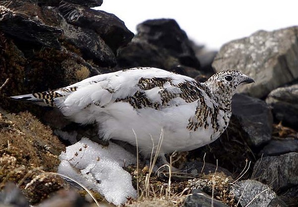  100 000 € par an pour les galliformes de montagne : qui, demain, financera leur protection ?
