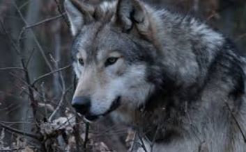 Loup: Une thèse officielle un peu loup foque
