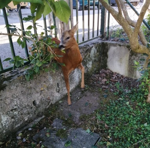 RIEUCROS: Chevreuil coincé