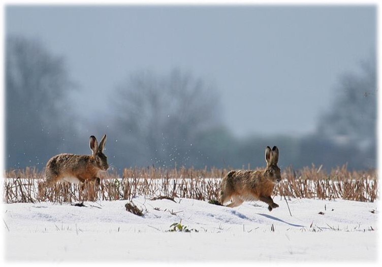Voeux de la Fédération Des Chasseurs de l'Ariège