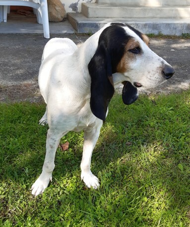 Un chien de chasse a été trouvé à Foix