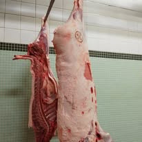 Collecte de sangliers - Nous avons besoin de vous !