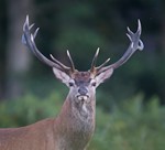 Animation Brame du cerf à Counozouls