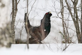 Le grand tétras menacé d'être classé parmi les espièces protégées.