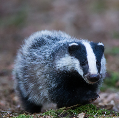 Vous avez dit réseaux sociaux ?