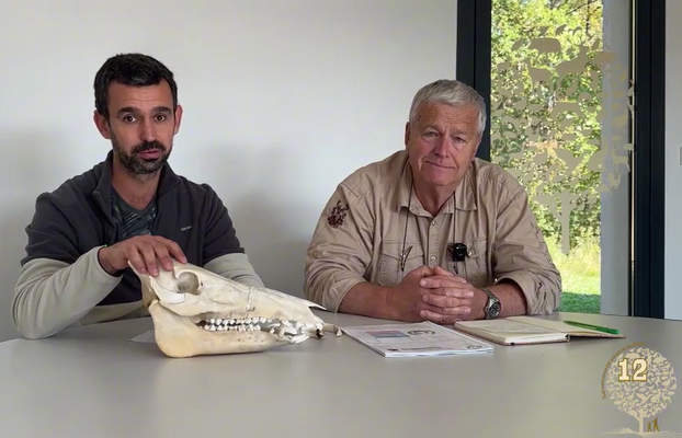 Cotation des trophées...à vos sangliers !