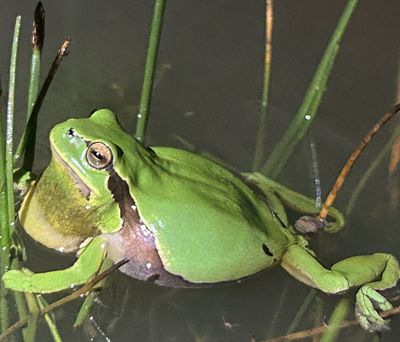 À jamais les premiers écologistes de France