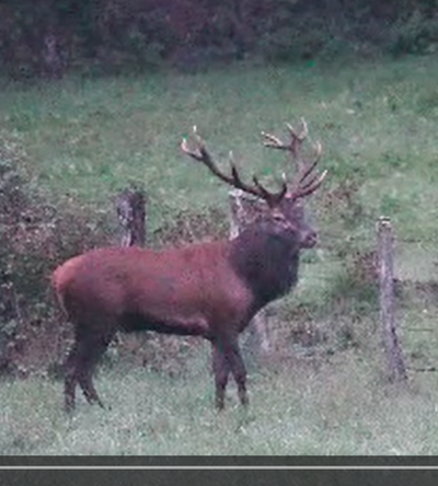 Pierrounet de retour en Aveyron