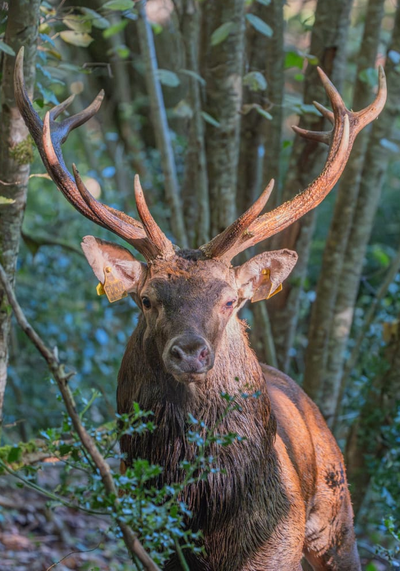 Pierrounet de retour en Aveyron