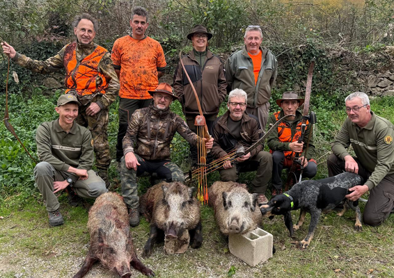 Des sangliers dans la ville