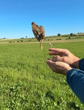 Baguer des cailles pour mieux comprendre.