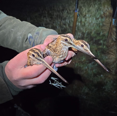 Les Bécassines des marais, des bassins de rétention...