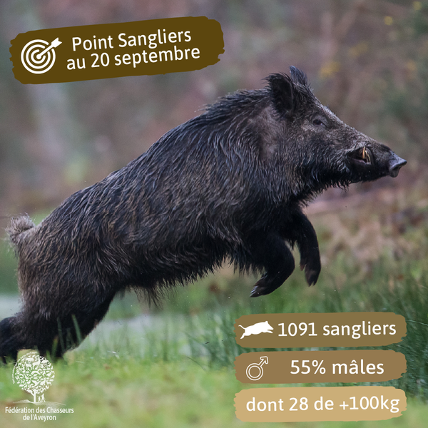 Bilan des prélèvements sangliers