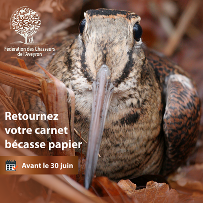 Bécasses et Carnet de prélèvement bécasse