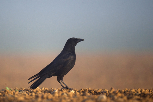 Une formation pour chasser les corvidés