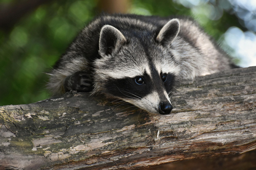 Vigifaune : vous avez dit Raccoon ?