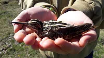 CynObs un autre regard sur la faune