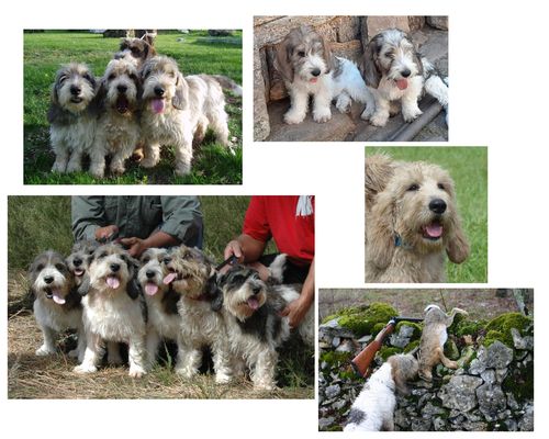 Le petit basset Griffon Vendéen