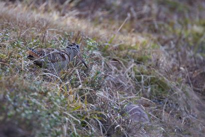 Bécasse y es-tu ?! La réponse est oui ! 