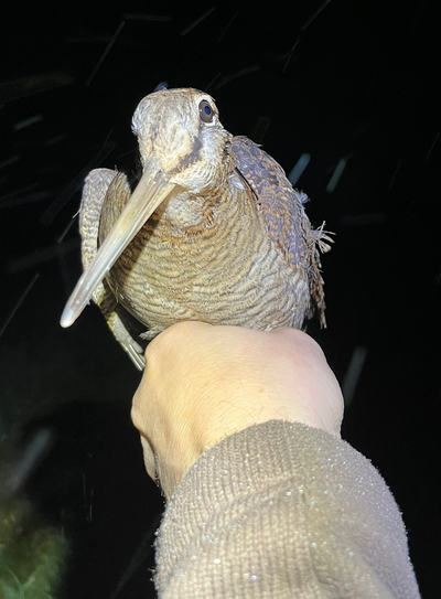 La bague à la patte