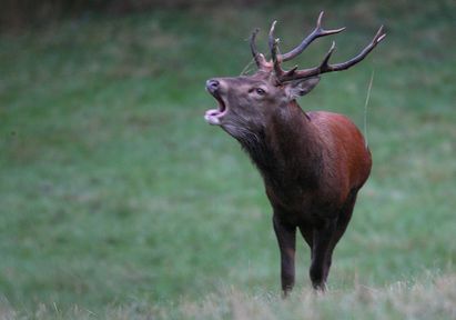 Brame du cerf en Aubrac