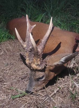 Le brocard d’une vie