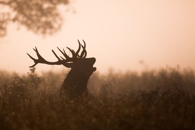 Venez assister au brame du cerf