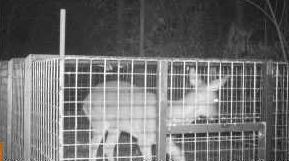 Faune et collisions routières