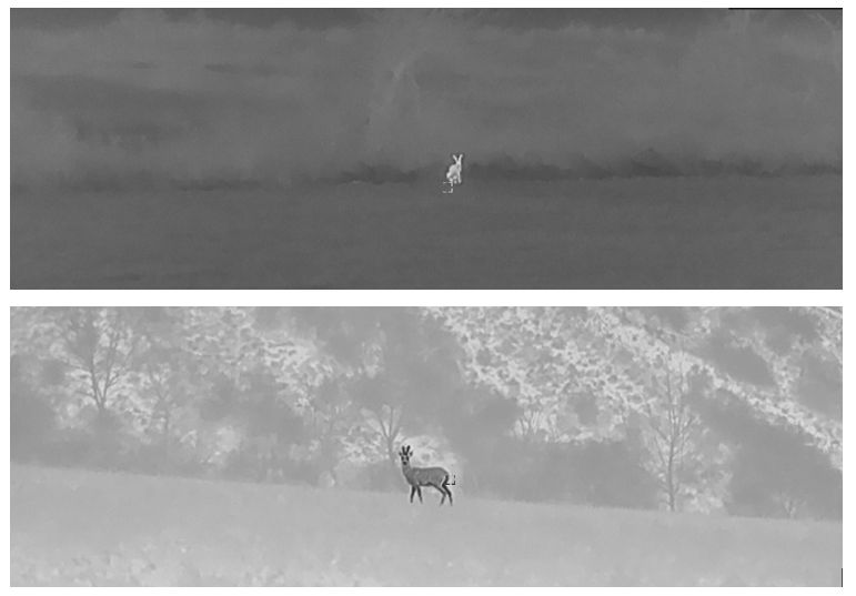 Silence on compte les lièvres