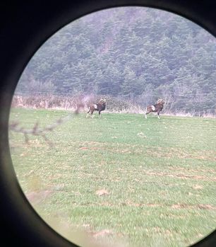 Les chasseurs comptent les mouflons