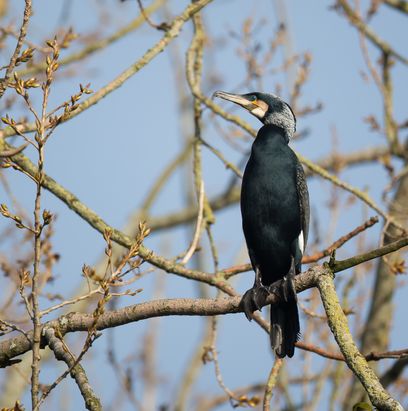 On compte les grands cormorans