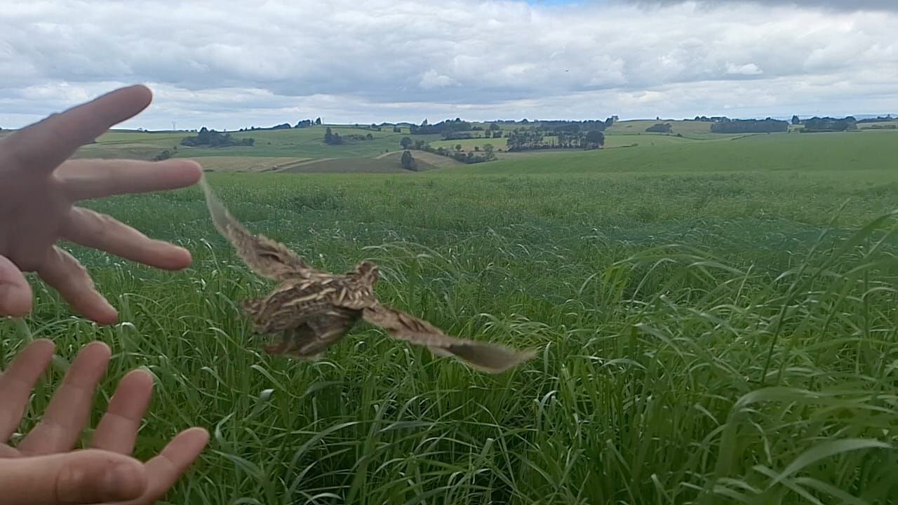 Opération caille des blés