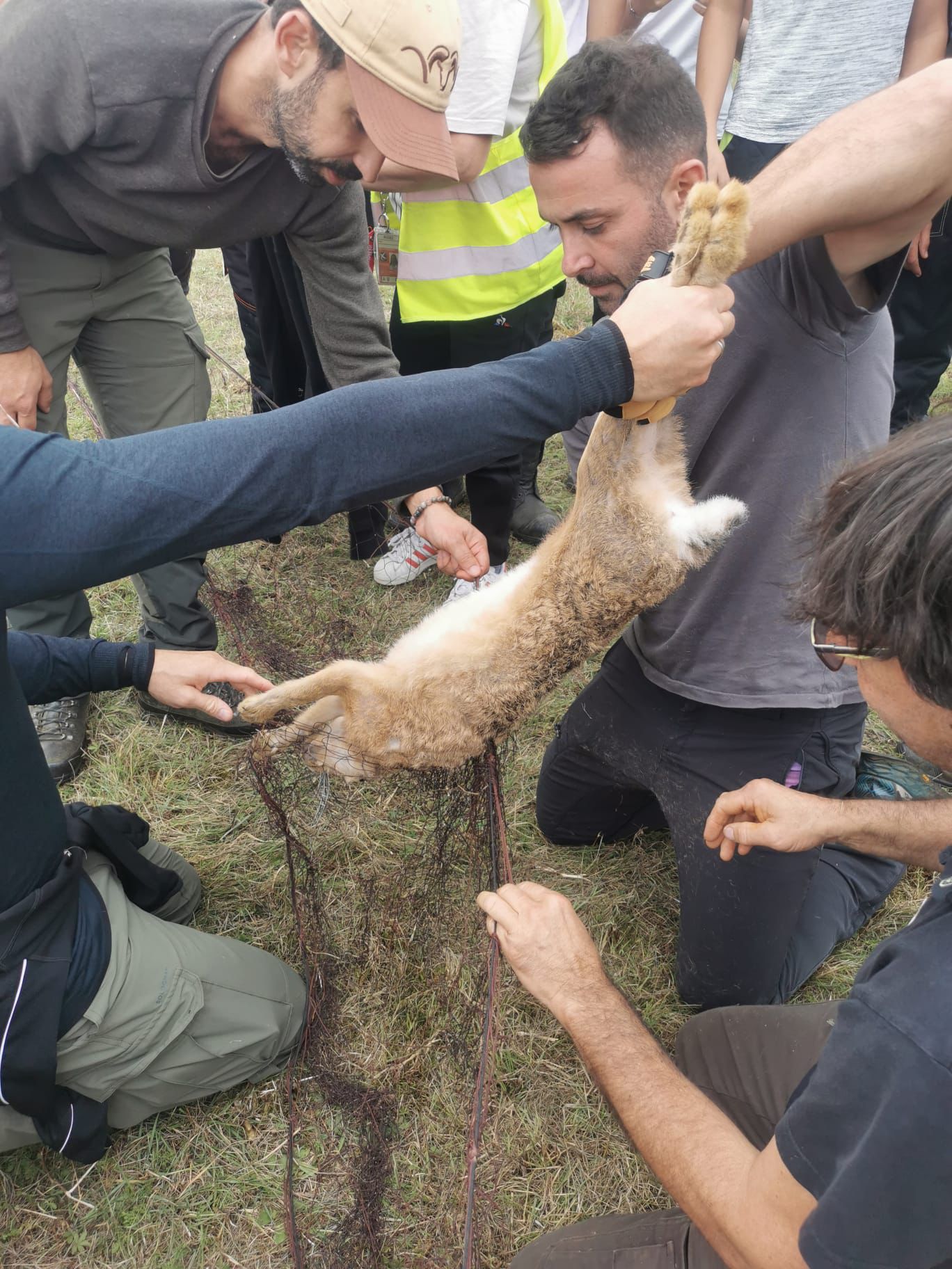 Des lièvres aéroportés