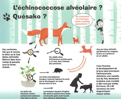 Connaissez-vous l'Echinococcose alvéolaire ?