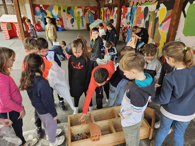 L'école Saint Angèle, parée pour accueillir insectes et oiseaux